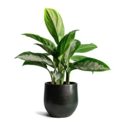 Zembla Plant Pot - Green -Plant potted plants Aglaonema Diamond Bay Zembla Plant Pot