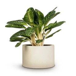 Grigio Cylinder Planter - Antique White Concrete 13 Grigio Cylinder Planter - Antique White Concrete -Plant potted plants Aglaonema Key Lime Chinese Evergreen 27x75cm Grigio Cylinder Planter Antique White Concrete 48x32cm