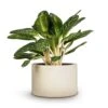 Aglaonema Key Lime - Chinese Evergreen -Plant potted plants Aglaonema Key Lime Chinese Evergreen 27x75cm Grigio Cylinder Planter Antique White Concrete 48x32cm cd663a76 60f5 4765 970d e97030cf7b44