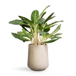 Raindrop Tube High Round Planter - Stone -Plant potted plants Aglaonema Key Lime Chinese Evergreen 27x75cm Raindrop Tube High Round Planter Stone 37x42cm d116fc81 21fd 4680 bfb8 396d78381839