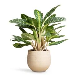 Ryan Plant Pot - Sand Gold -Plant potted plants Aglaonema Key Lime Chinese Evergreen 27x75cm Ryan Plant Pot Sand Gold 36x32cm a971244f 48fe 42f7 9294 9ea7f9b1b0aa