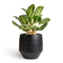 Norell Plant Pot - Black -Plant potted plants Aglaonema Key Lime Chinese Evergreen 27x80cm Norell Plant Pot Black 42x38cm 66a98fc0 36ec 43fa 85cf 6f4c27acec76