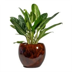 Kae Plant Pot - Cayenne -Plant potted plants Aglaonema Key Lime Chinese Evergreen Kae Plant Pot Cayenne 1c4866a3 c8ca 4b8e 9f92 151b27c30ad7