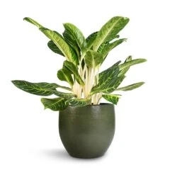 Zembla Plant Pot - Green -Plant potted plants Aglaonema Key Lime Chinese Evergreen Zembla Plant Pot Green 35x32cm 0104f484 e578 451a 8ea7 d8a97fc50816