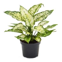 Aglaonema Kiwi - Chinese Evergreen -Plant potted plants Aglaonema Kiwi Chinese Evergreen 12cm