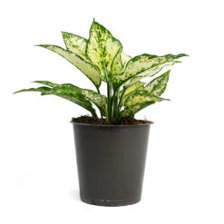Aglaonema Kiwi - Chinese Evergreen -Plant potted plants Aglaonema Kiwi Chinese Evergreen 12cm 256f67b9 d96f 4ff1 830f 4a0556233ef6