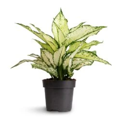 Aglaonema Kiwi - Chinese Evergreen -Plant potted plants Aglaonema Kiwi Chinese Evergreen 12x30cm 2