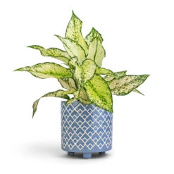 Aglaonema Kiwi - Chinese Evergreen -Plant potted plants Aglaonema Kiwi Chinese Evergreen 12x30cm Bilbao Plant Pot Heritage Blue 14x14cm 8df0543d 926b 45d3 a600 a2c0065fc4cd