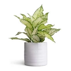 Aglaonema Kiwi - Chinese Evergreen -Plant potted plants Aglaonema Kiwi Chinese Evergreen 12x30cm Hadleigh Plant Pot White 14x13cm
