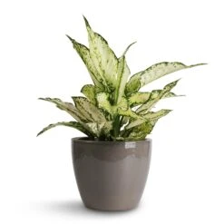 Aglaonema Kiwi - Chinese Evergreen -Plant potted plants Aglaonema Kiwi Chinese Evergreen 12x30cm Sven Plant Pot Smoke 16x13cm