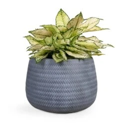 Angle Darcy Plant Pot - Grey -Plant potted plants Aglaonema Kiwi Chinese Evergreen 19x45cm Angle Darcy Plant Pot Grey 34.5x24cm 3bfa70c7 e910 41db b43a 624f806f9641