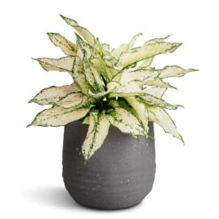 Aurora Terrazzo Handle Plant Pot - Slate 13 Aurora Terrazzo Handle Plant Pot - Slate -Plant potted plants Aglaonema Kiwi Chinese Evergreen 19x45cm Aurora Terrazzo Handle Plant Pot Slate 22x21cm