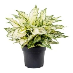 Aglaonema Kiwi - Chinese Evergreen -Plant potted plants Aglaonema Kiwi Chinese Evergreen