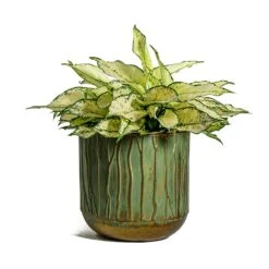 Aglaonema Kiwi - Chinese Evergreen -Plant potted plants Aglaonema Kiwi Chinese Evergreen Caro Metal Plant Pots Set of 6 Copper Green