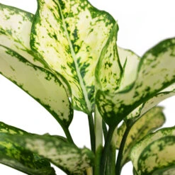 Aglaonema Kiwi - Chinese Evergreen -Plant potted plants Aglaonema Kiwi Chinese Evergreen Close Up