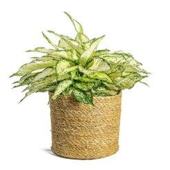 Aglaonema Kiwi - Chinese Evergreen -Plant potted plants Aglaonema Kiwi Chinese Evergreen Stef Plant Baskets Set of 5 Natural