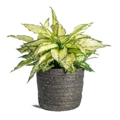 Aglaonema Kiwi - Chinese Evergreen -Plant potted plants Aglaonema Kiwi Chinese Evergreen Stef Plant Baskets Set of 6 grey