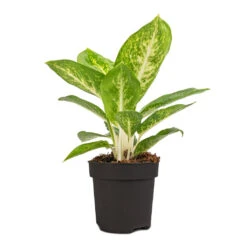 Aglaonema Lemon Mint - Chinese Evergreen 9 Aglaonema Lemon Mint - Chinese Evergreen -Plant potted plants Aglaonema Lemon Mint 12cm
