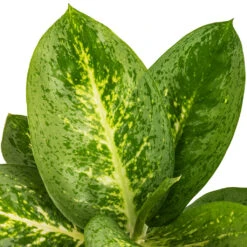 Aglaonema Lemon Mint - Chinese Evergreen 10 Aglaonema Lemon Mint - Chinese Evergreen -Plant potted plants Aglaonema Lemon Mint SWATCH