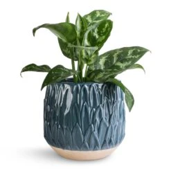 Arles Leaf Plant Pot - Teal -Plant potted plants Aglaonema Maria Chinese Evergreen 14x30cm Arles Leaf Plant Pot Teal 17x17cm 643a6b17 5788 437a a90e d34410037c32