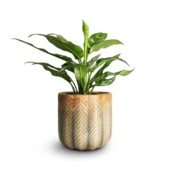 Aglaonema Maria - Chinese Evergreen -Plant potted plants Aglaonema Maria Chinese Evergreen 14x30cm Cecil Plant Pot Taupe 18x17cm emma
