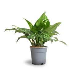 Aglaonema Maria - Chinese Evergreen -Plant potted plants Aglaonema Maria Chinese Evergreen 17x50cm