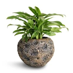 Luxe Lite Moon Globe Planter - Bronze -Plant potted plants Aglaonema Maria Chinese Evergreen 17x50cm Luxe Lite Moon Globe Planter Bronze 28x20cm