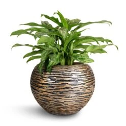 Aglaonema Maria - Chinese Evergreen -Plant potted plants Aglaonema Maria Chinese Evergreen 17x50cm Luxe Lite Wrinkle Globe Planter Bronze 28x20cm 96923968 2124 4628 8c2a 24b6f346668f