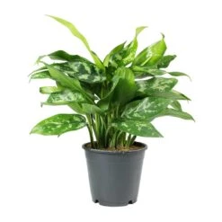 Aglaonema Maria - Chinese Evergreen -Plant potted plants Aglaonema Maria Chinese Evergreen