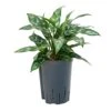 Aglaonema Maria - Chinese Evergreen - HydroCare 1 Aglaonema Maria - Chinese Evergreen - HydroCare -Plant potted plants Aglaonema Maria Chinese Evergreen Hydroculture 15 19x30cm