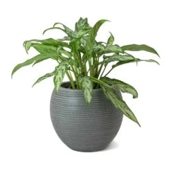 Abby Ball Plant Pot - Ridged Dark Grey -Plant potted plants Aglaonema Maria Christina Chinese Evergreen Abby Ball Plant Pot Dark Grey b1d19f5c 4653 4e35 ab1f 840c290d3c8f