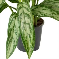 Aglaonema Silver Queen - Chinese Evergreen -Plant potted plants Aglaonema Maria Christina Chinese Evergreen Leaves c04985fe 7cb4 4cfa 9b01 6687d27c6cd6