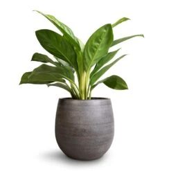 Esra Plant Pot - Mystic Grey -Plant potted plants Aglaonema Silver Bay Chinese Evergreen 14x45cm Esra Plant Pot Mystic Grey 22x20cm 45ea2873 0e76 4197 9dd2 9d857bfce2e5