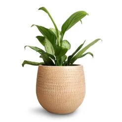 Ryan Plant Pot - Sand Gold -Plant potted plants Aglaonema Silver Bay Chinese Evergreen 14x45cm Ryan Plant Pot Sand Gold 18x16cm 9d7c89f6 d152 4741 aed3 f62db408cb77