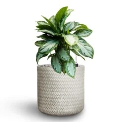 Aglaonema Silver Bay - Chinese Evergreen - HydroCare 17 Aglaonema Silver Bay - Chinese Evergreen - HydroCare -Plant potted plants Aglaonema Silver Bay Chinese Evergreen Hydroculture Angle Cylinder Plant Pot White