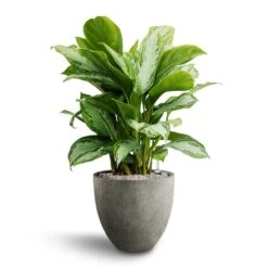 Grigio Egg Pot Planter - Natural Concrete 36 Grigio Egg Pot Planter - Natural Concrete -Plant potted plants Aglaonema Silver Bay Chinese Evergreen Hydroculture Grigio Egg Pot Planter Natural Concrete 3b703e58 bf02 4390 97ca 9356c6ada23b