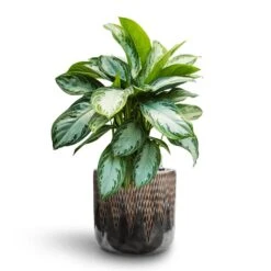 Aglaonema Silver Bay - Chinese Evergreen - HydroCare 19 Aglaonema Silver Bay - Chinese Evergreen - HydroCare -Plant potted plants Aglaonema Silver Bay Chinese Evergreen Hydroculture Luxe Lite Comet Cylinder Planter Bronze 352ac862 fa47 4147 9c8a 3da69a793062