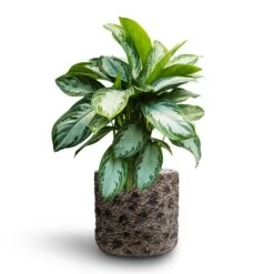 Aglaonema Silver Bay - Chinese Evergreen - HydroCare 15 Aglaonema Silver Bay - Chinese Evergreen - HydroCare -Plant potted plants Aglaonema Silver Bay Chinese Evergreen Hydroculture Luxe Lite Moon Cylinder Planter Bronze