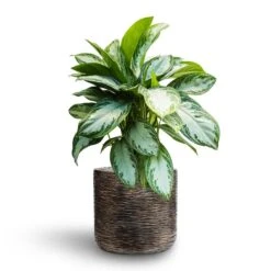 Luxe Lite Wrinkle Cylinder Planter - Bronze -Plant potted plants Aglaonema Silver Bay Chinese Evergreen Hydroculture Luxe Lite Wrinkle Cylinder Planter Bronze
