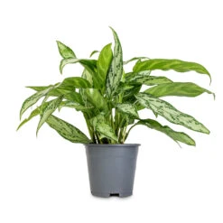 Aglaonema Silver Queen - Chinese Evergreen -Plant potted plants Aglaonema Silver Queen Chinese Evergreen 14x40cm 2