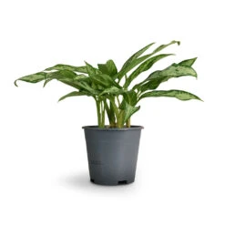 Aglaonema Silver Queen - Chinese Evergreen -Plant potted plants Aglaonema Silver Queen Chinese Evergreen 14x40cm