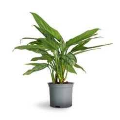 Aglaonema Silver Queen - Chinese Evergreen -Plant potted plants Aglaonema Silver Queen Chinese Evergreen 17x60cm 1