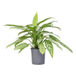 Aglaonema Silver Queen - Chinese Evergreen -Plant potted plants Aglaonema Silver Queen Chinese Evergreen 17x60cm 2