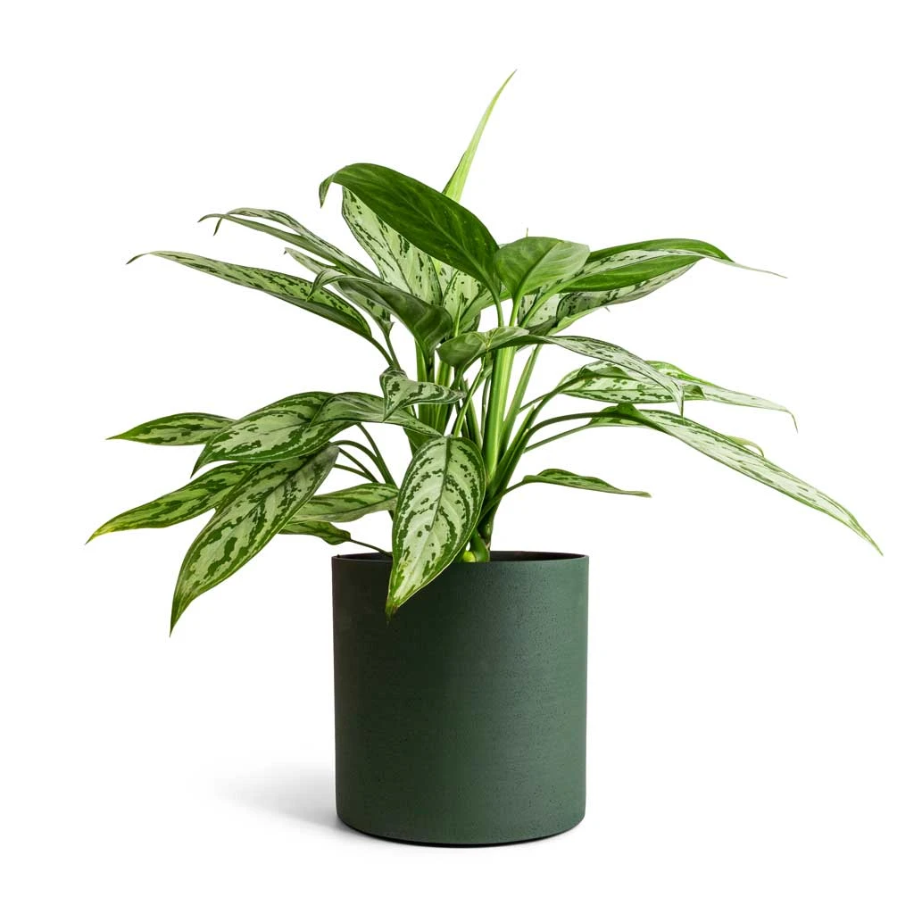 Puk Refined Planter - Pine Green 4 Puk Refined Planter - Pine Green - Image 2