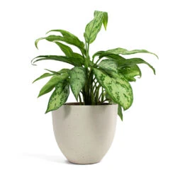 Aglaonema Silver Queen - Chinese Evergreen -Plant potted plants Aglaonema Silver Queen Chinese Evergreen Coral Refined Planter Natural White a6ce56f0 a0ee 4e36 9c90 e677039b32e9