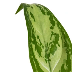 Plant potted plants -Plant potted plants Aglaonema Silver Queen Chinese Evergreen DETAIL 2