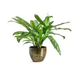 Aglaonema Silver Queen - Chinese Evergreen -Plant potted plants Aglaonema Silver Queen Chinese Evergreen Kian Metal Plant Pots Set of 3 Sky Burn