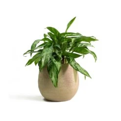 Ryan Plant Pot - Sand Gold -Plant potted plants Aglaonema Silver Queen Chinese Evergreen Ryan Plant Pot Sand Gold