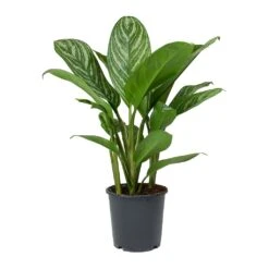 Aglaonema Stripes - Chinese Evergreen -Plant potted plants Aglaonema Stripes Chinese Evergreen 1