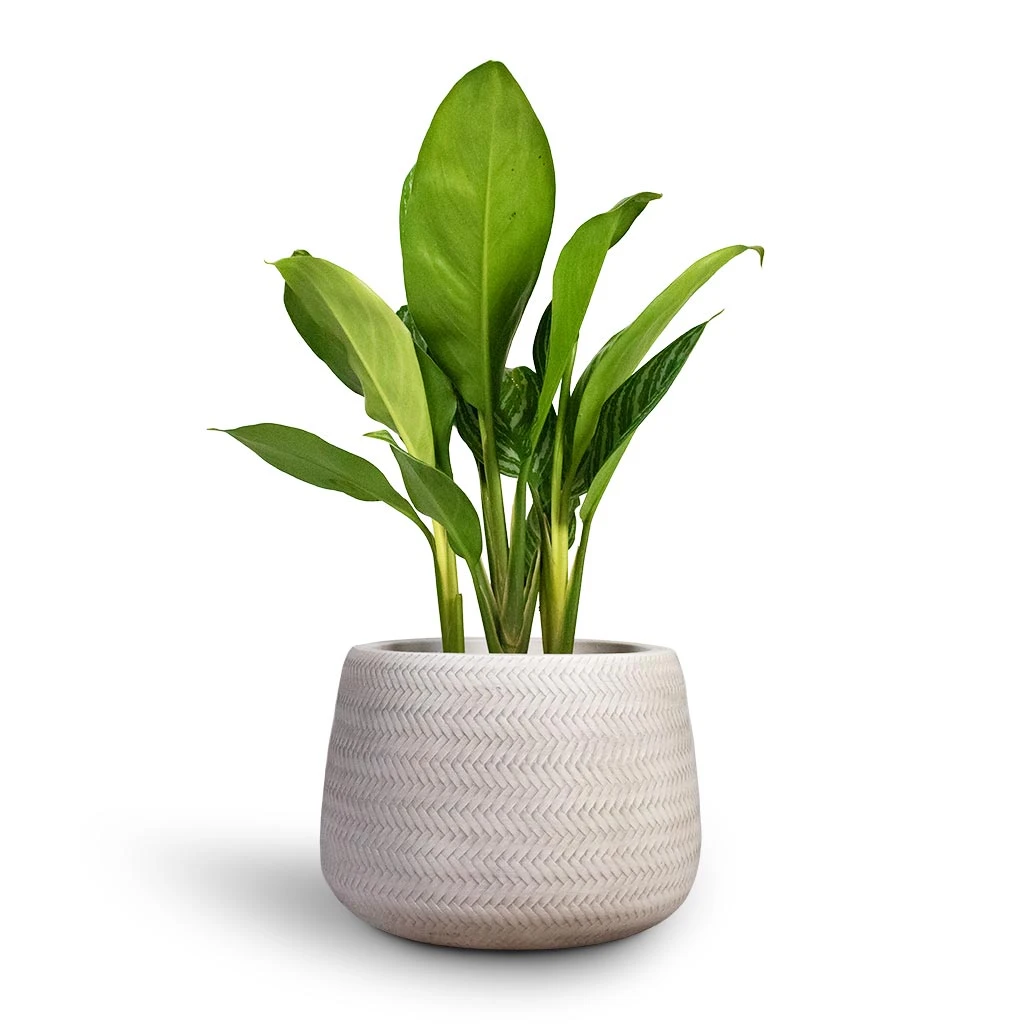 Angle Darcy Plant Pot - White 4 Angle Darcy Plant Pot - White - Image 2